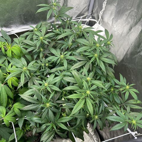 OG RuntZ growlog timeline photo