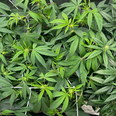 Bully Kush growlog timeline photo