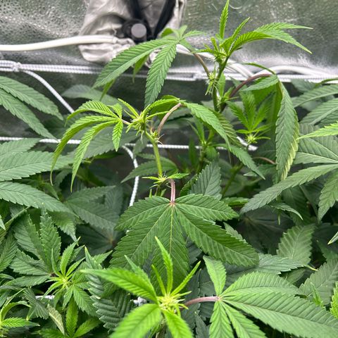 Bully Kush growlog timeline photo