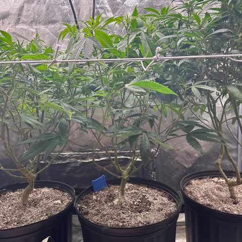 Bully Kush growlog timeline photo
