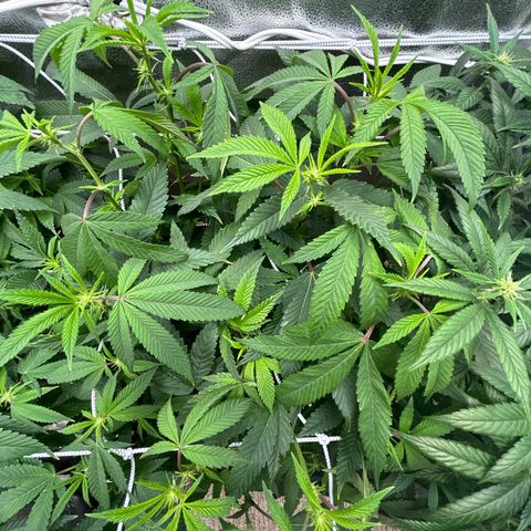 Bully Kush growlog timeline photo