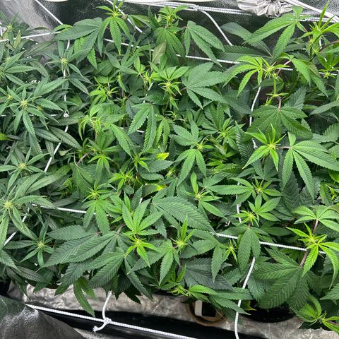 Bully Kush growlog timeline photo