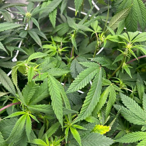 Bully Kush growlog timeline photo