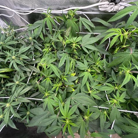 Bully Kush growlog timeline photo