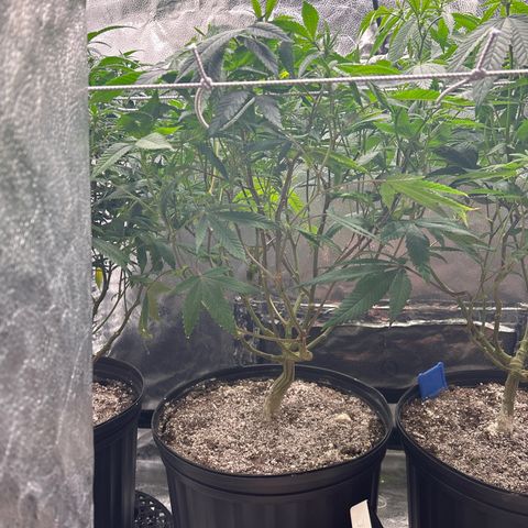 Bully Kush growlog timeline photo