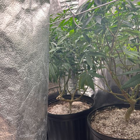OG RuntZ growlog timeline photo