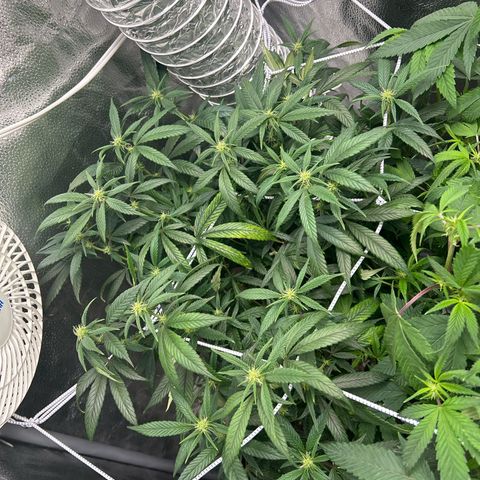 OG RuntZ growlog timeline photo