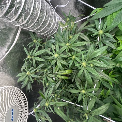 OG RuntZ growlog timeline photo