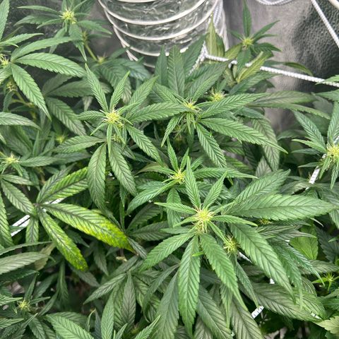 OG RuntZ growlog timeline photo