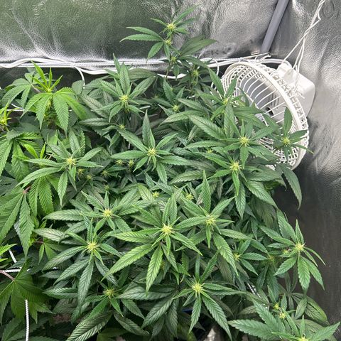 OG RuntZ growlog timeline photo