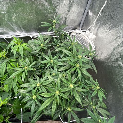 OG RuntZ growlog timeline photo