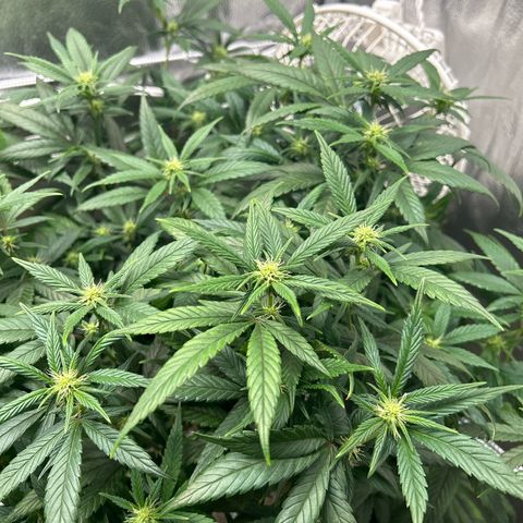 OG RuntZ growlog timeline photo