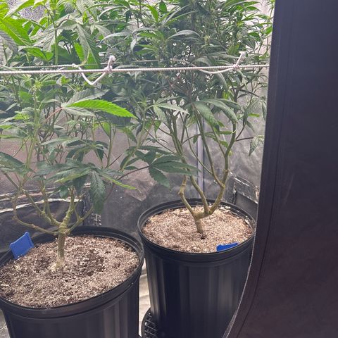 OG RuntZ growlog timeline photo