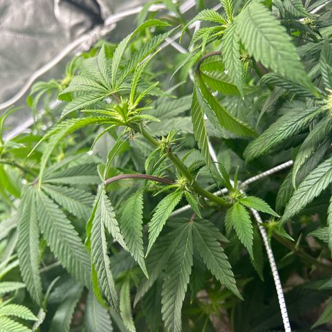 Bully Kush growlog photo: Defoliation