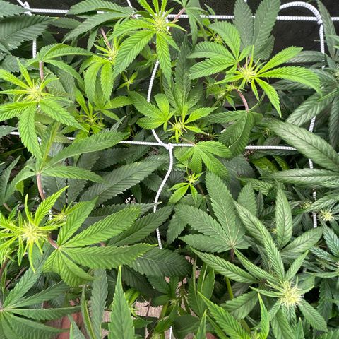 Bully Kush growlog photo: Defoliation