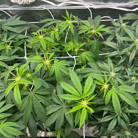 Bully Kush growlog photo: Defoliation