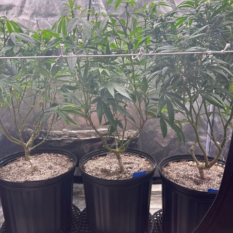Bully Kush growlog photo: Defoliation
