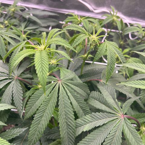 Bully Kush growlog photo: Defoliation
