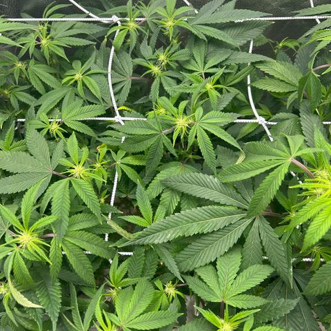Bully Kush growlog photo: Defoliation
