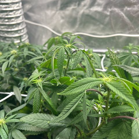 Bully Kush growlog photo: Defoliation
