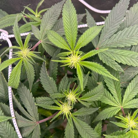 Bully Kush growlog photo: Defoliation
