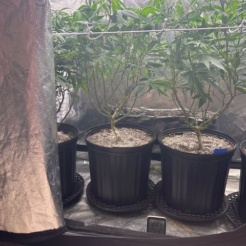 Bully Kush growlog photo: Defoliation