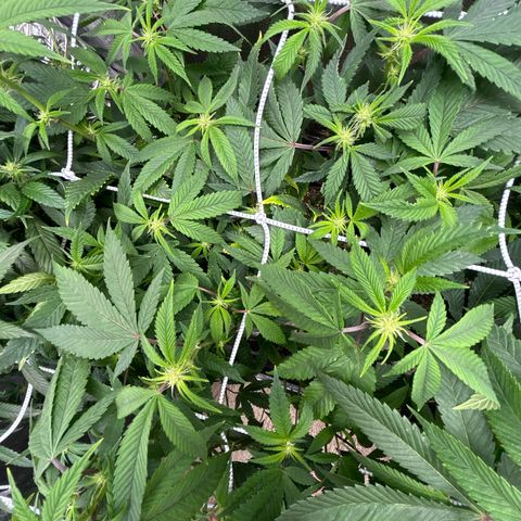 Bully Kush growlog photo: Defoliation