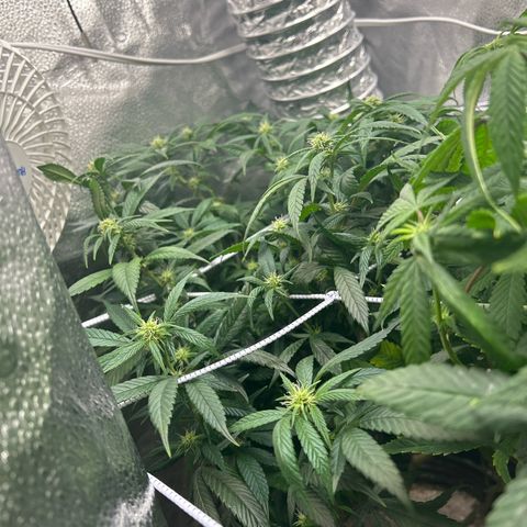 OG RuntZ growlog photo: Defoliation