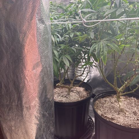 OG RuntZ growlog photo: Defoliation