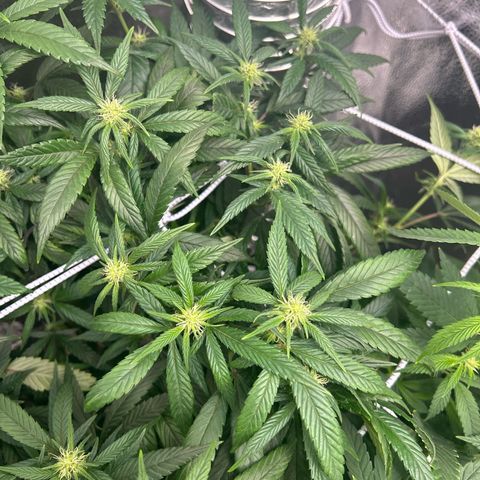 OG RuntZ growlog photo: Defoliation