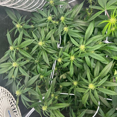 OG RuntZ growlog photo: Defoliation