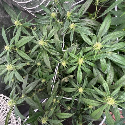 OG RuntZ growlog photo: Defoliation