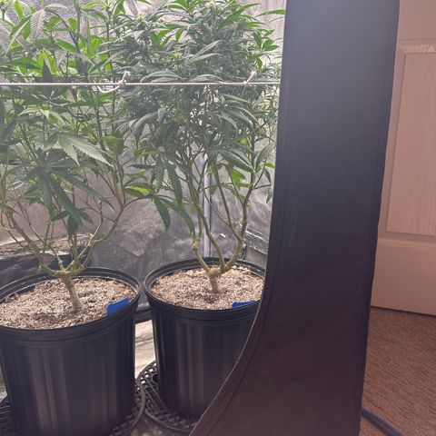 OG RuntZ growlog timeline photo