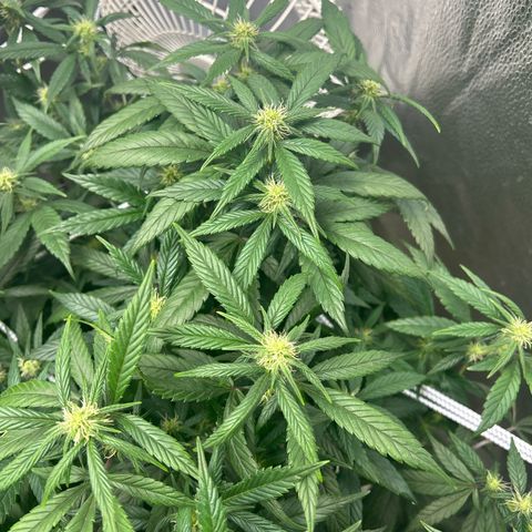 OG RuntZ growlog timeline photo