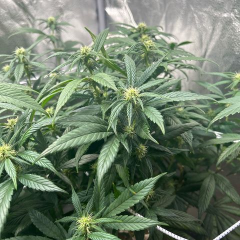 OG RuntZ growlog timeline photo