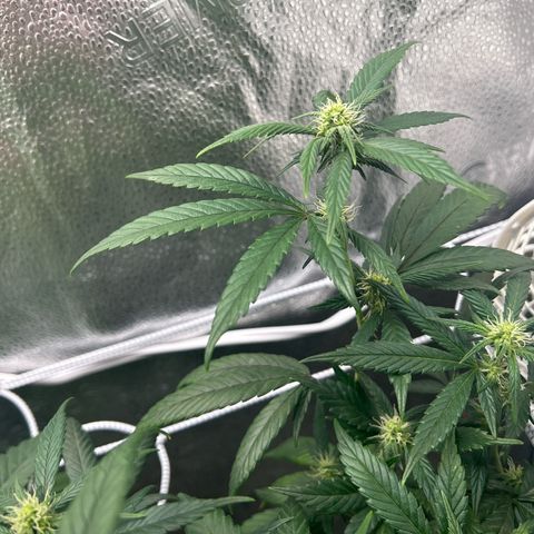 OG RuntZ growlog timeline photo