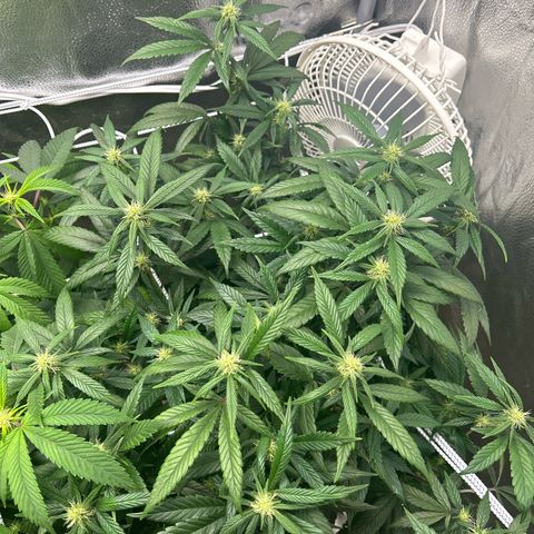 OG RuntZ growlog timeline photo