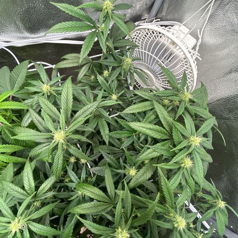 OG RuntZ growlog timeline photo