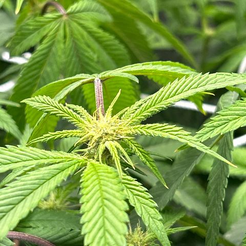 Bully Kush growlog timeline photo
