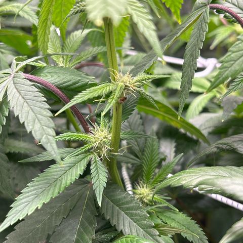 Bully Kush growlog timeline photo