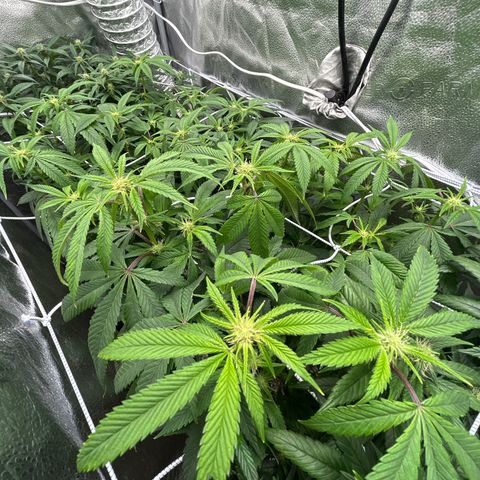 Bully Kush growlog timeline photo