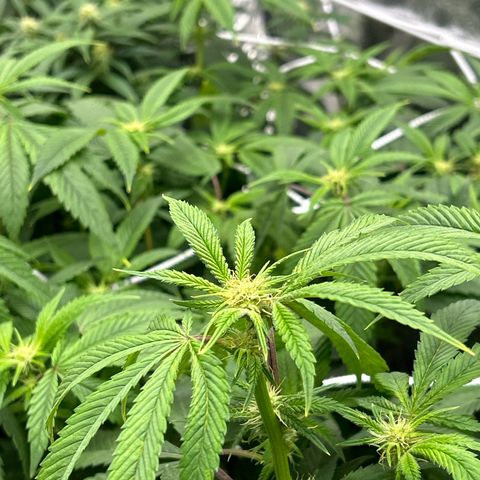 Bully Kush growlog timeline photo