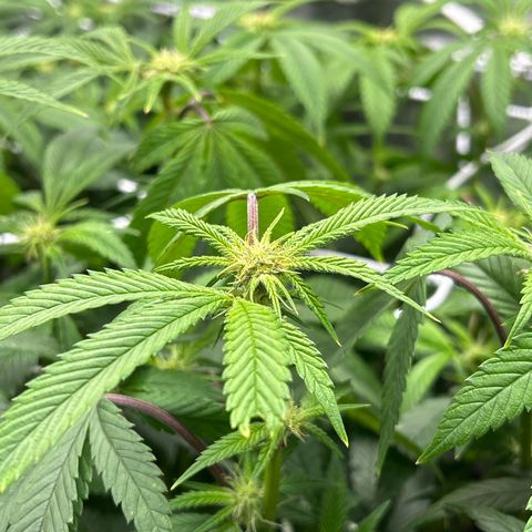 Bully Kush growlog timeline photo