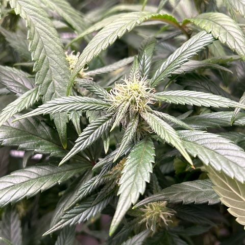 OG RuntZ growlog timeline photo