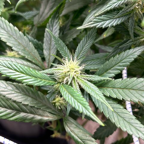 OG RuntZ growlog timeline photo
