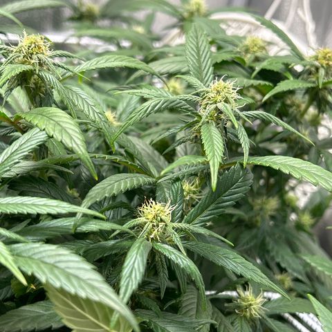 OG RuntZ growlog timeline photo