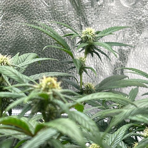 OG RuntZ growlog timeline photo