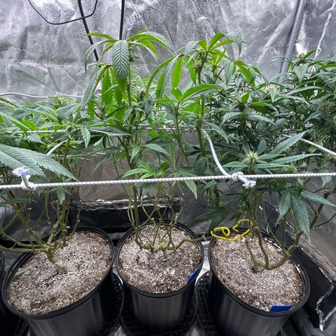 Bully Kush growlog timeline photo