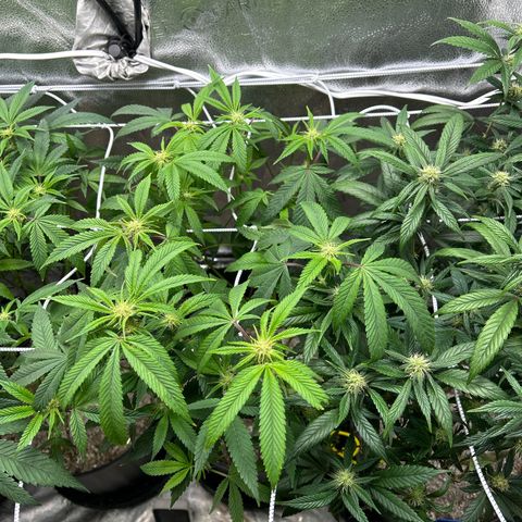 Bully Kush growlog timeline photo