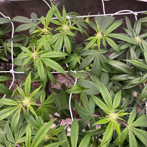 Bully Kush growlog timeline photo
